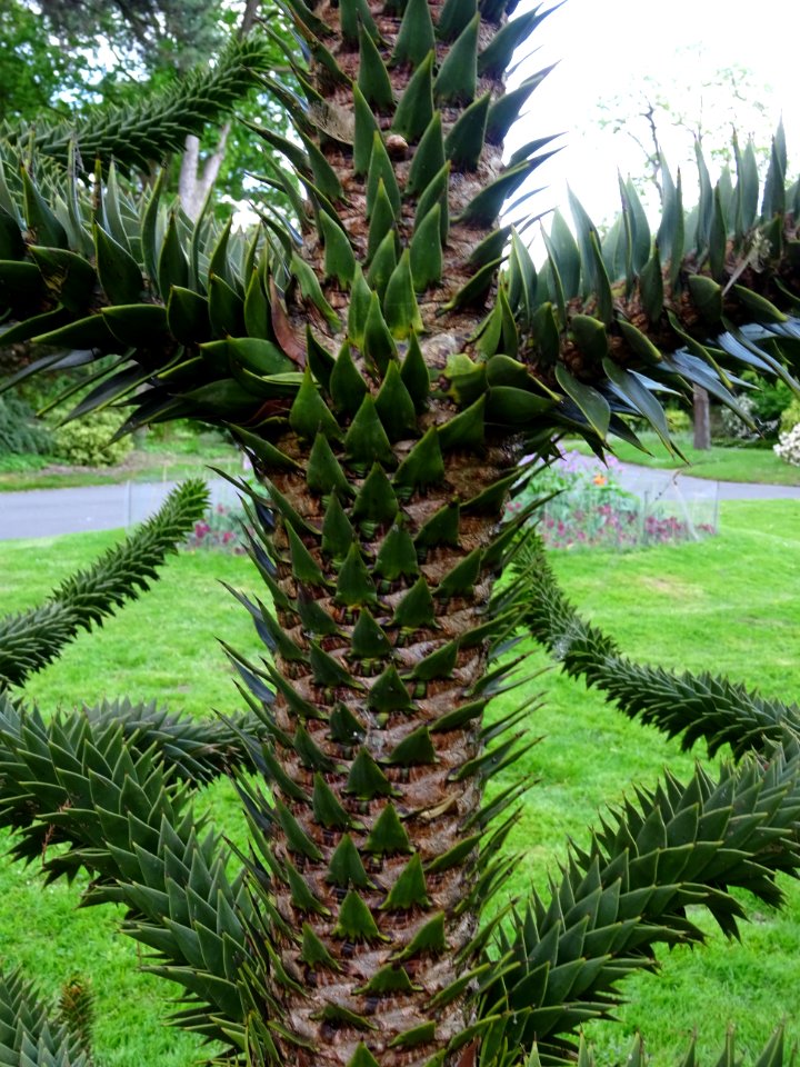 Tronc de l' Araucaria du Chili, Araucaria araucana, Arauca… 
