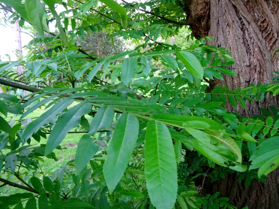 Feuilles et tronc du Ptérocaryer du Caucase, Pterocarya fr… 