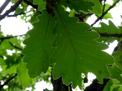 Feuilles vues par en dessous du Chêne denté ou chêne daimy… 