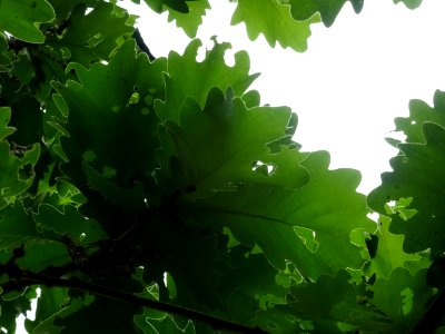 Feuilles vues par en dessous du Chêne denté ou chêne daimy… 