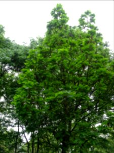 Chêne denté ou chêne daimyo, Quercus dentata, Fagacées 