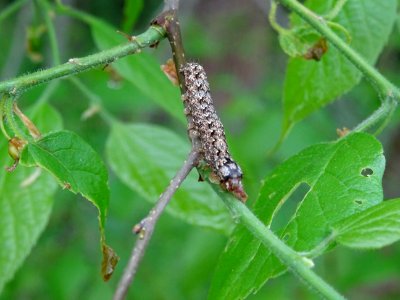 Chenille 