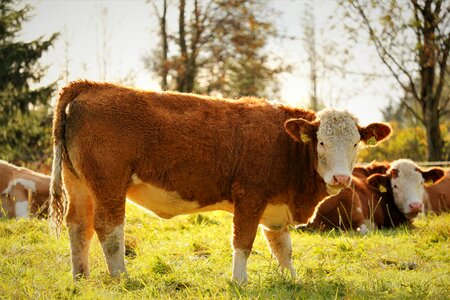 Animal pasture nature