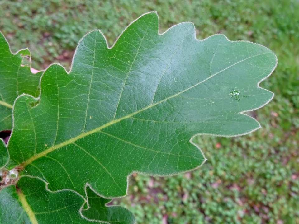 Feuilles du Chêne denté ou chêne daimyo, Quercus dentata, … 