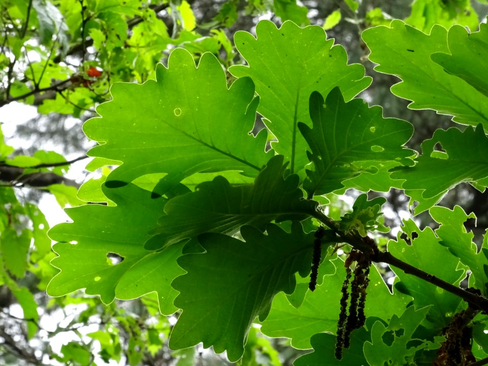 Feuilles vues par en dessous du Chêne denté ou chêne daimy… 