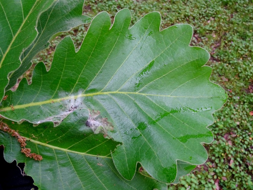 Feuilles du Chêne denté ou chêne daimyo, Quercus dentata, … 