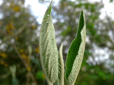 Viorne à feuilles ridées, Viburnum rhytidophyllum, Caprifo… 
