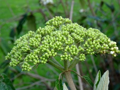 Fleurs de la Viorne à feuilles ridées, Viburnum rhytidophy… 