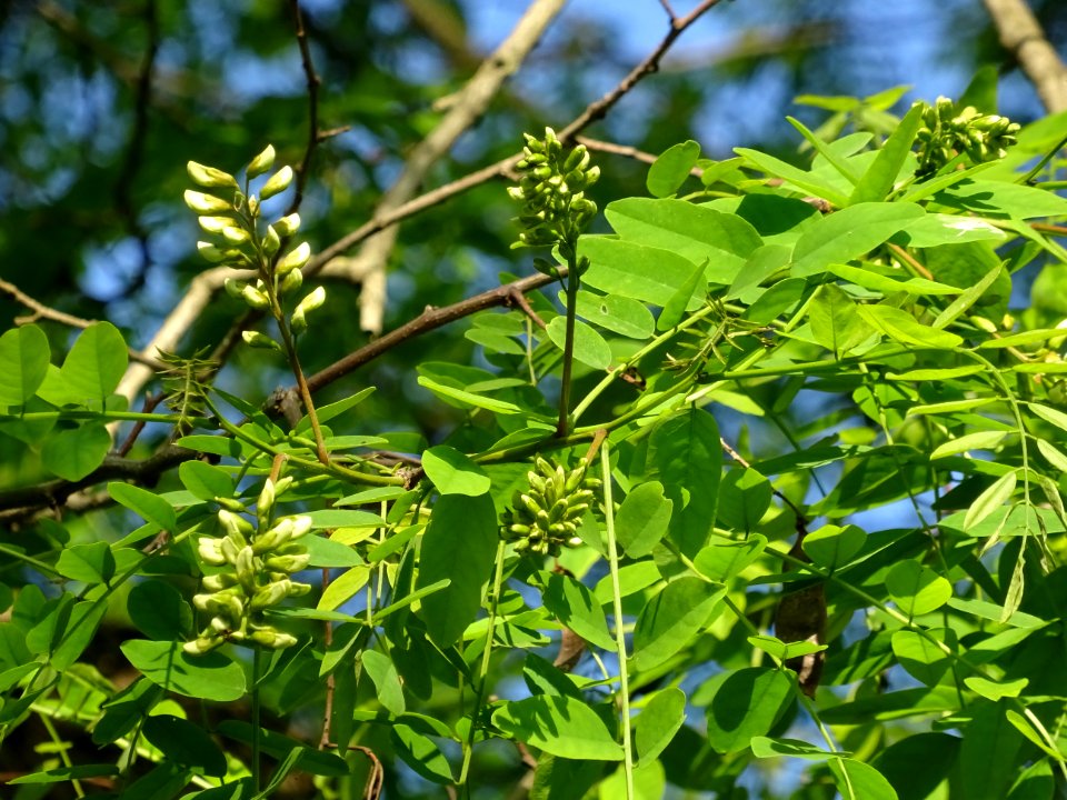 Inflorescences matures à fleurs blanches du Robinier faux-… 