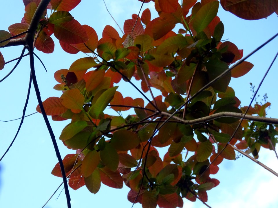Fustet pourpre, Cotinus coggygria 'royal purple', Anacardi… 