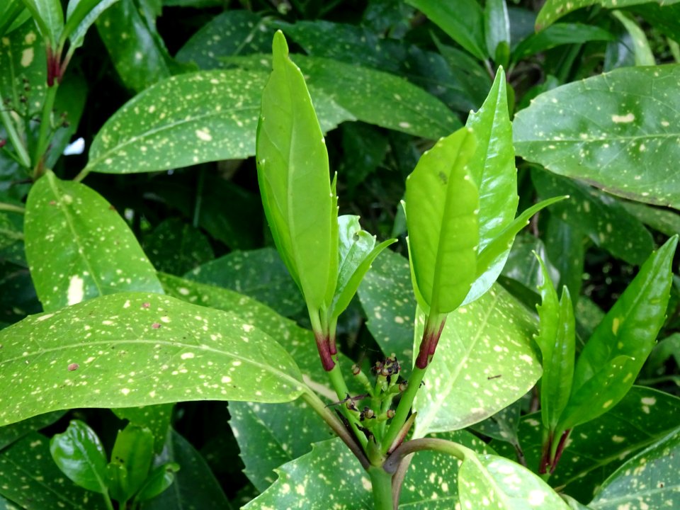 Feuilles de l'Aucuba du Japon, Aucuba japonica, Cornacées 