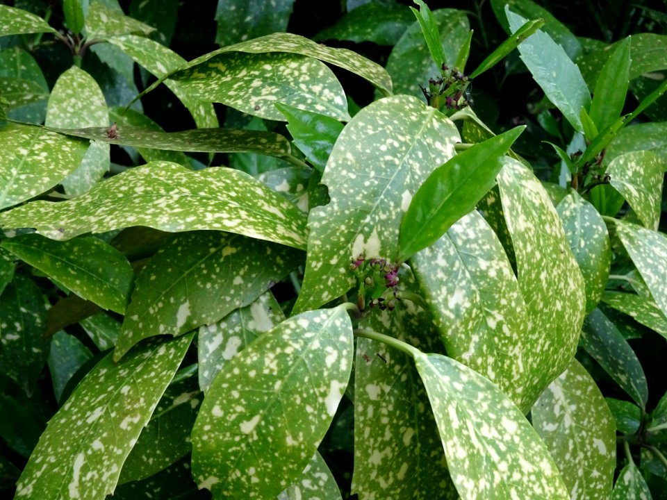 Feuilles de l'Aucuba du Japon, Aucuba japonica, Cornacées 