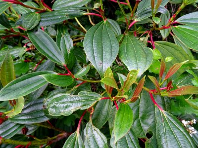 Viorne de David, Viburnum davidii, Adoxacées 