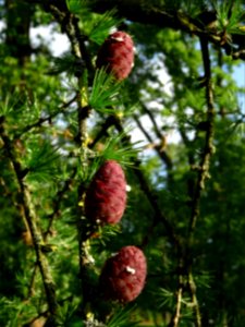 Cônes femelles du Mélèze commun, Larix decidua, Pinacées 