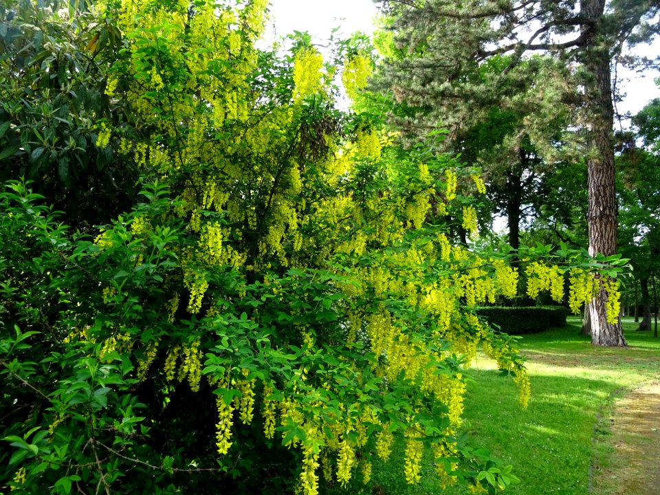 Cytise à grappes, Laburnum anagyroides, Fabacées 