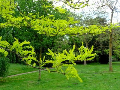 Feuilles et fleurs du Févier d'Amérique doré, Gleditsia tr… 