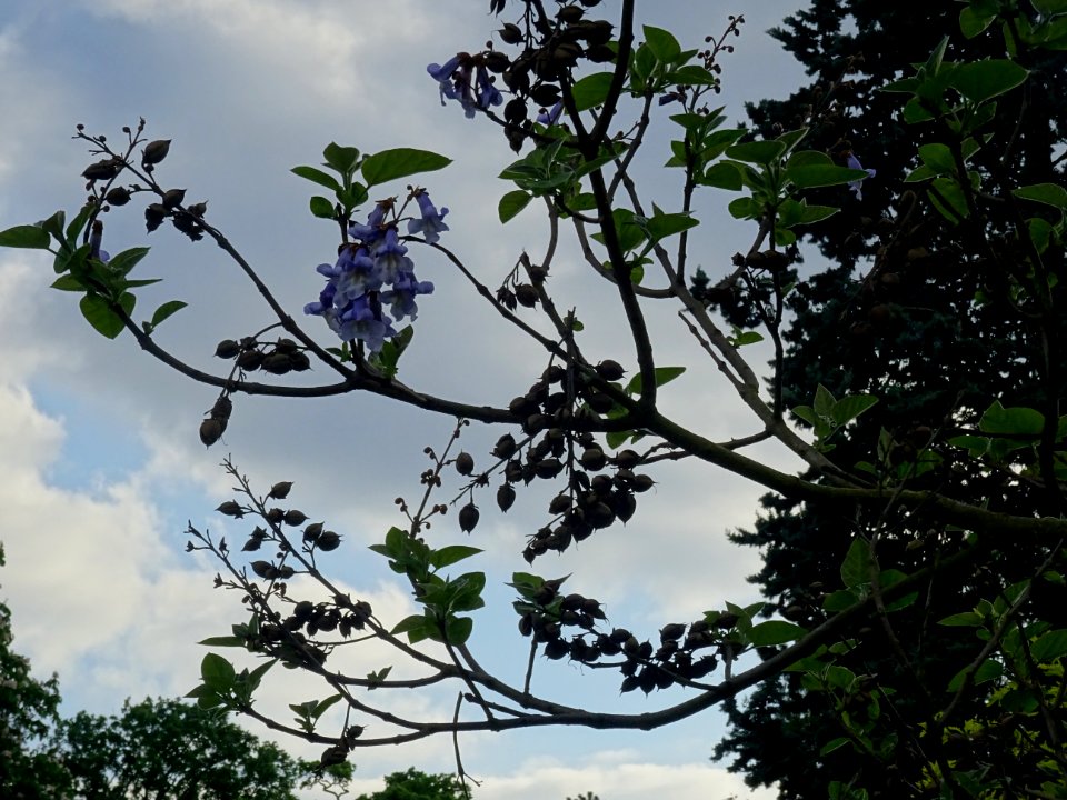 Fleurs et fruits en capsules du Paulownia, Paulownia tomen… 
