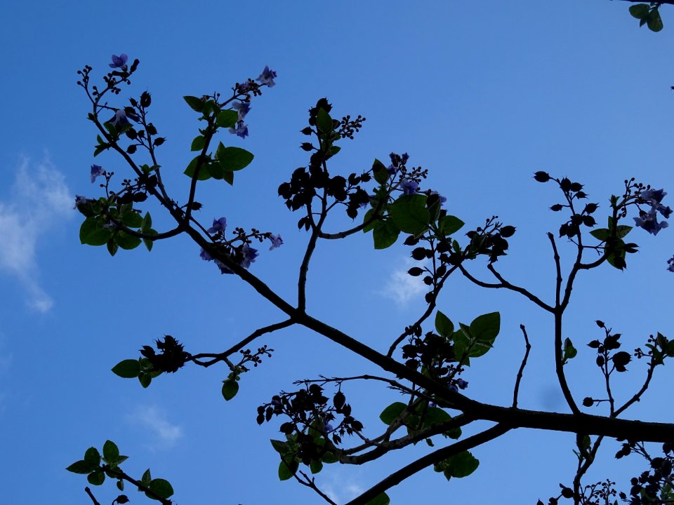 Fleurs et fruits en capsules du Paulownia, Paulownia tomen… 