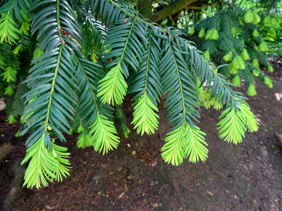 If commun , Taxus baccata, Taxacées 