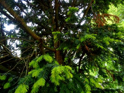 If commun , Taxus baccata, Taxacées 
