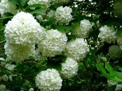 Viorne obier cultivar Boule de neige, Viburnum opulus 'R… 
