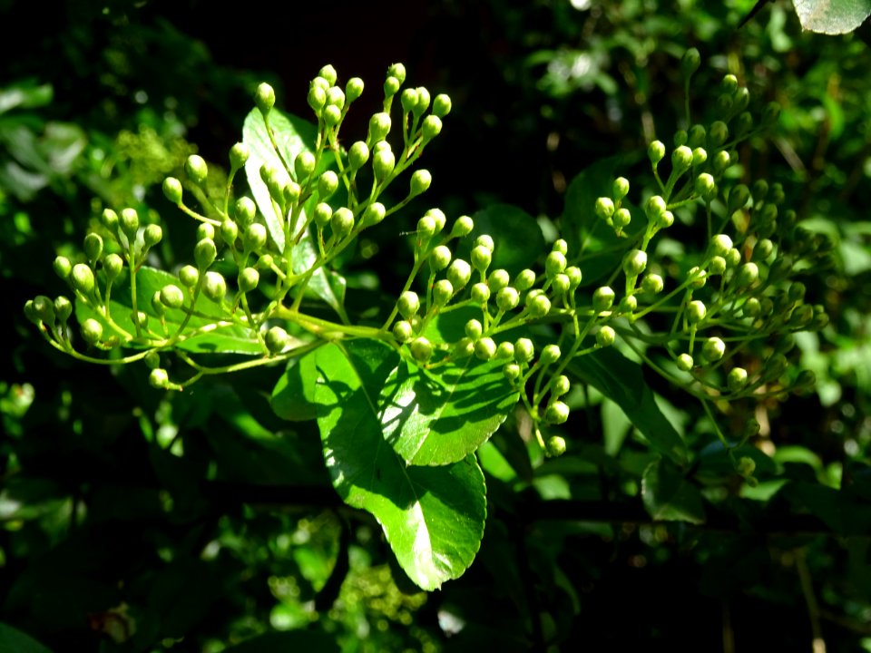 Buisson ardent, Pyracantha, Rosacées 