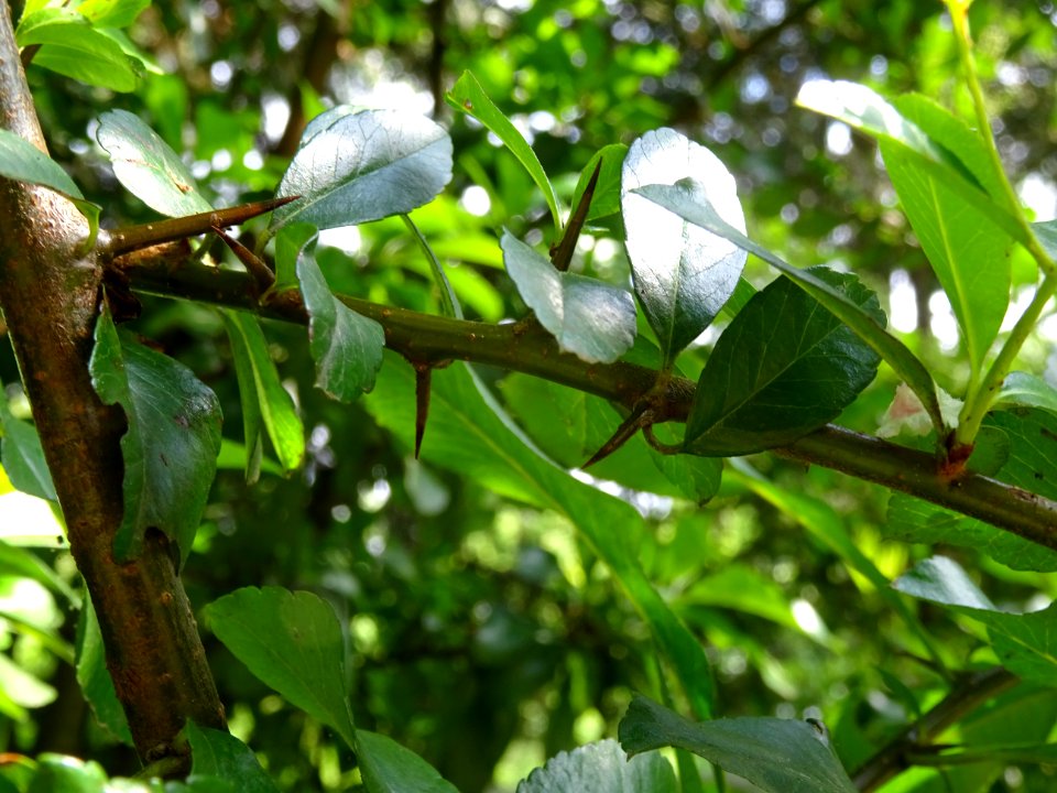 Epines du Buisson ardent, Pyracantha, Rosacées 
