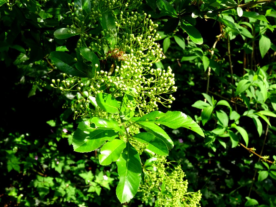 Buisson ardent, Pyracantha, Rosacées 