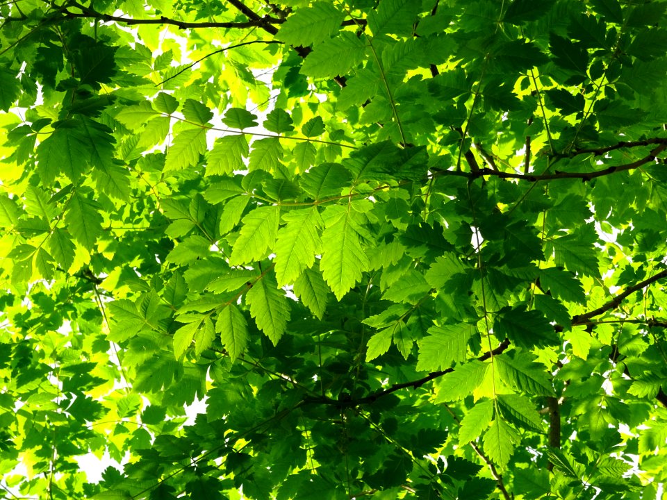 Feuilles de Savonnier, Koelreuteria paniculata, Sapindacée… 