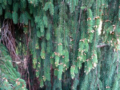 Rameaux pendants et cônes mâles de l'Epicéa commun, Picea … 