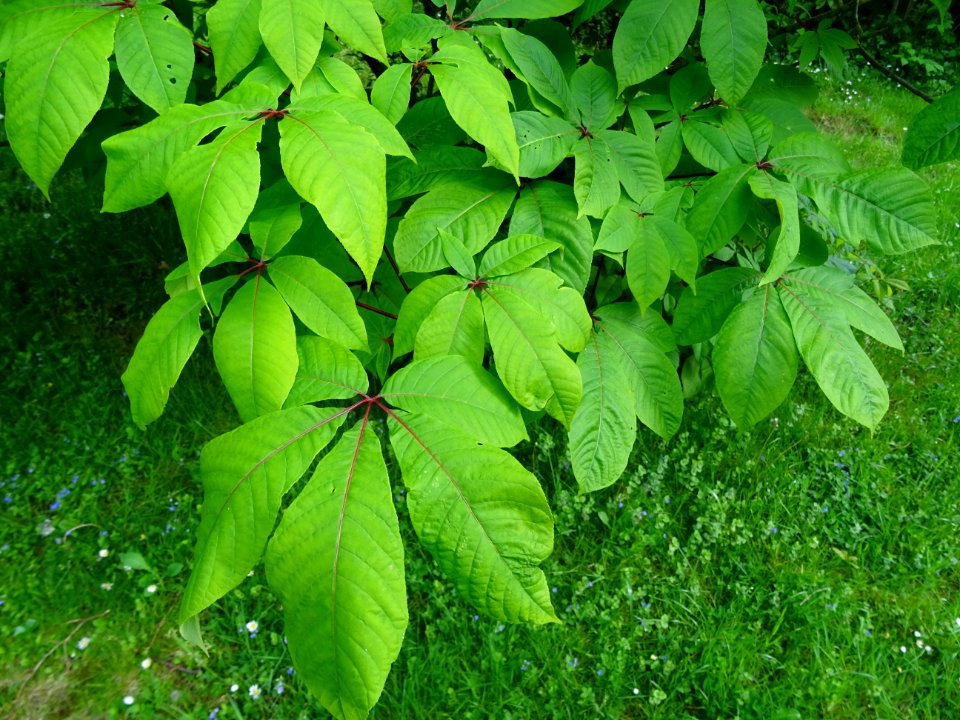 Feuilles du Marronnier nain ou Pavier blanc, Aesculus parv… 