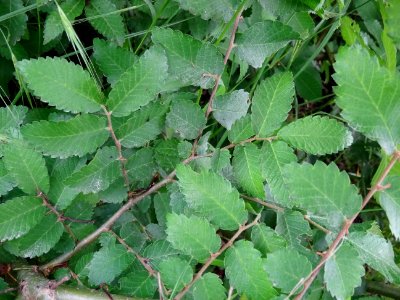 Orme de Sibérie, Ulmus pumila, Ulmacées 