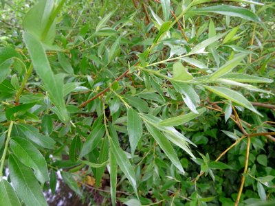 Saule pleureur, Salix babylonica, Salicacées 