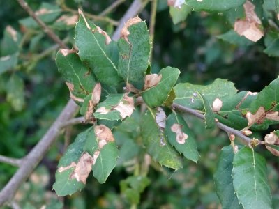 Feuilles du Chêne-liège, Quercus suber, Fagacées 