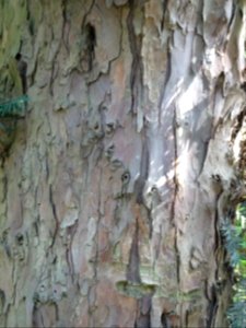 Ecorce de l' If commun , Taxus baccata, Taxacées 