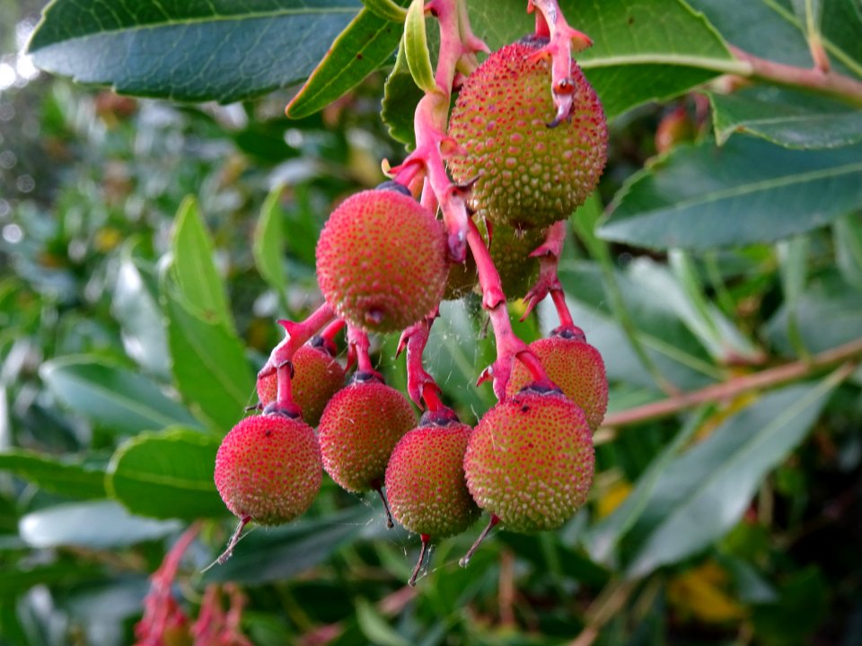 Arbouses immatures de l'Arbousier commun, Arbutus unedo, E… 