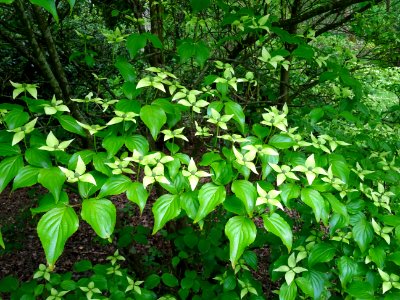 Cornouiller du Japon ou Cornouiller à fleurs, Cornus kousa… 