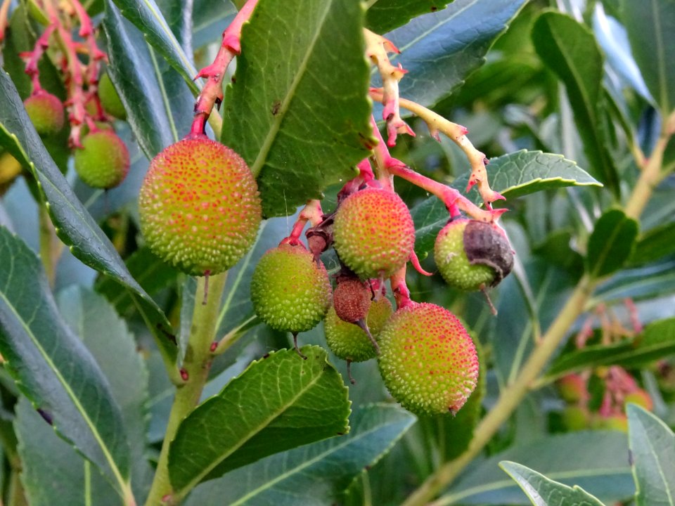 Arbouses immatures de l'Arbousier commun, Arbutus unedo, E… 