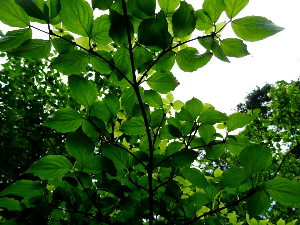 Cornouiller du Japon ou Cornouiller à fleurs, Cornus kousa… 