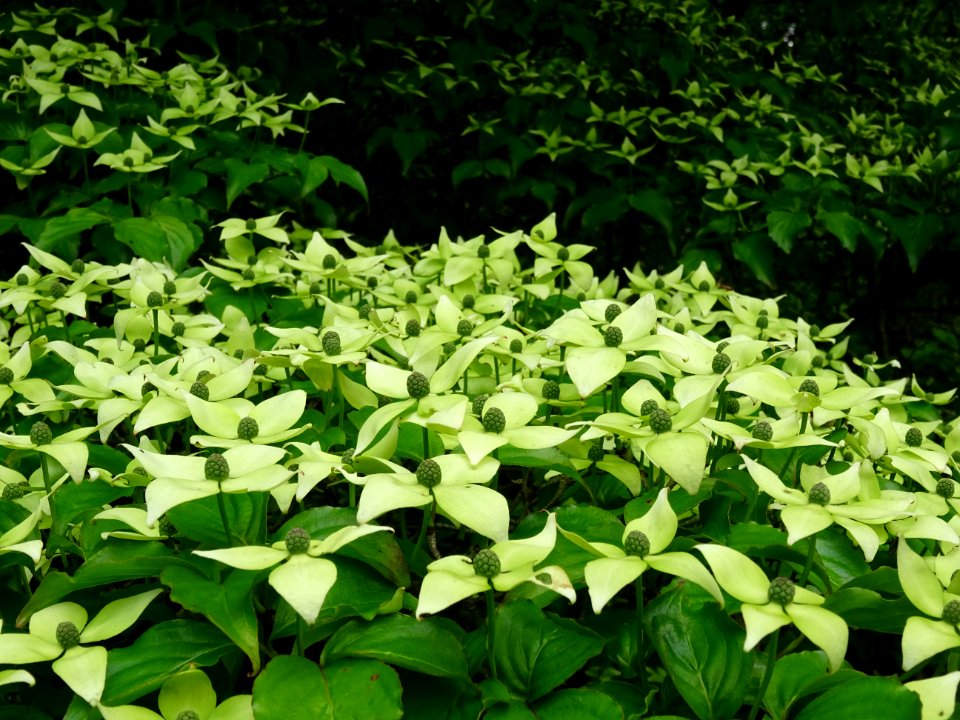 Cornouiller du Japon ou Cornouiller à fleurs, Cornus kousa… 