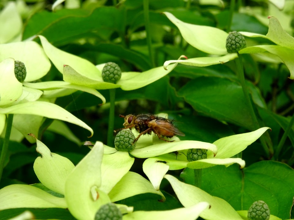 Mouche brune ... sur la fleur du Cornouiller du Japon ou C… 