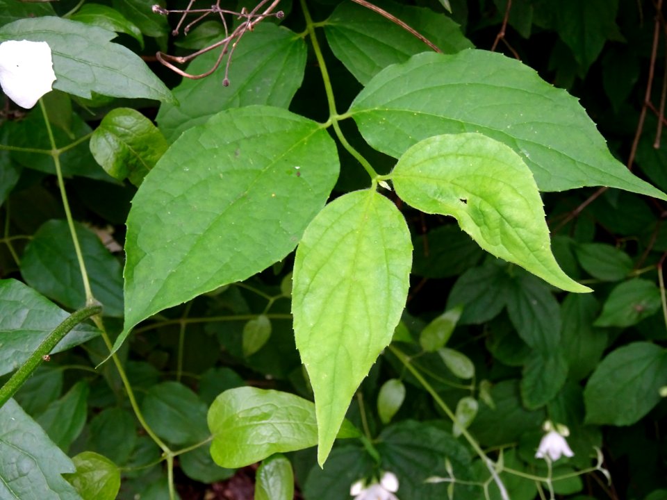 Jasmin des poètes ou Seringa commun, Philadelphus coronari… 