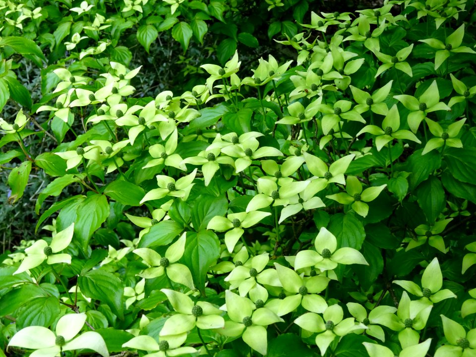 Cornouiller du Japon ou Cornouiller à fleurs, Cornus kousa… 