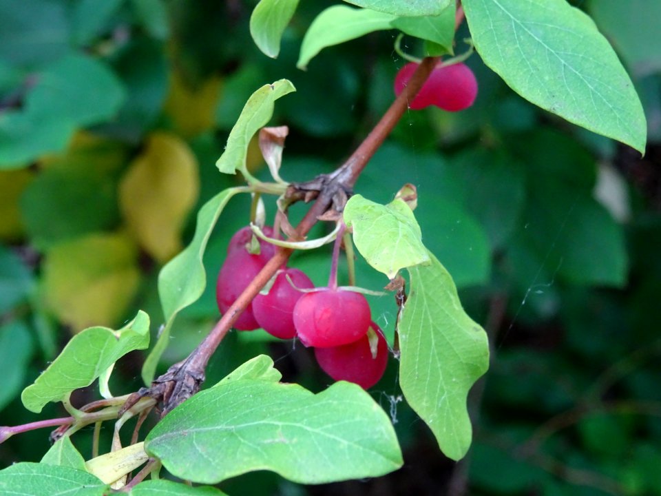 Baies rouges et feuilles du Chèvrefeuille des haies, Lonic… 