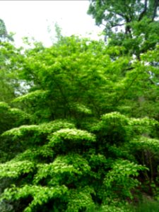 Cornouiller du Japon ou Cornouiller à fleurs, Cornus kousa… 