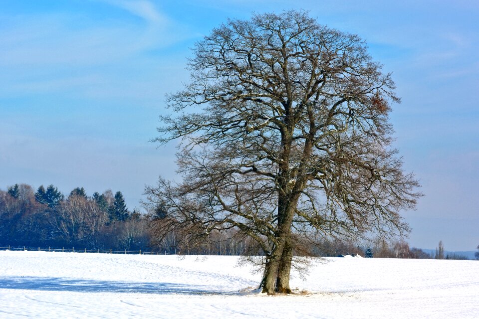 Single silhouette nature