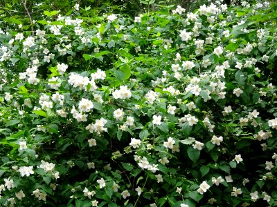 Jasmin des poètes ou Seringa commun, Philadelphus coronari… 