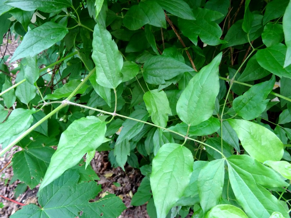 Jasmin des poètes ou Seringa commun, Philadelphus coronari… 