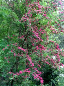 Aubépine à deux styles var. rose, Crataegus laevigata rose… 