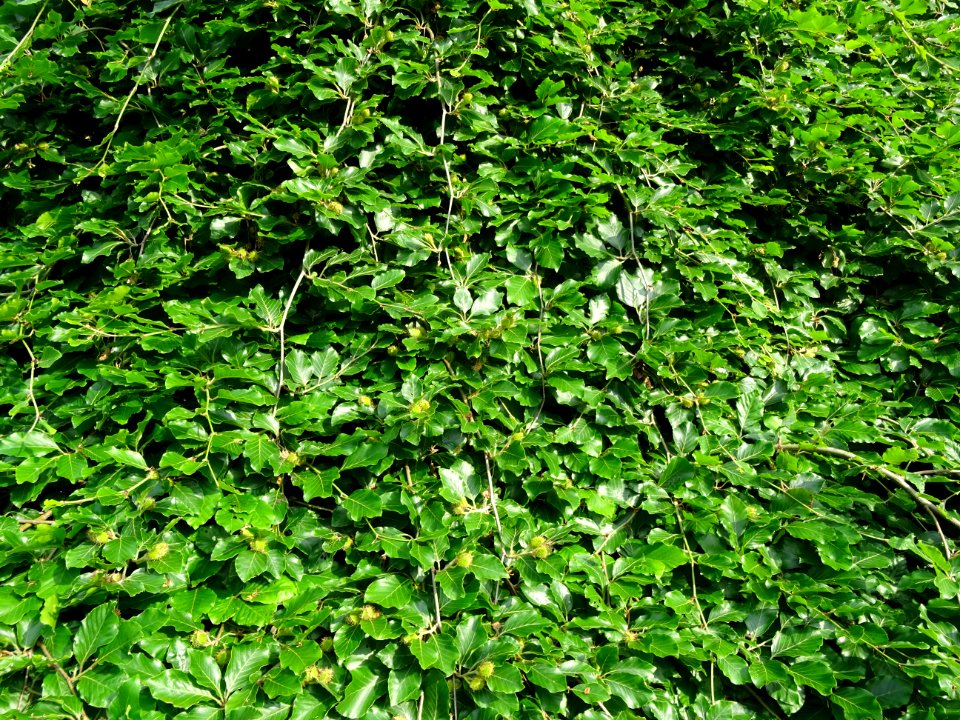 Hêtre pleureur, Fagus sylvatica pendula, Fagacées 